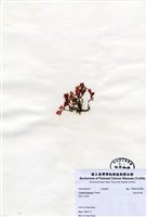 藏品(長柄雀冠藻)的圖片